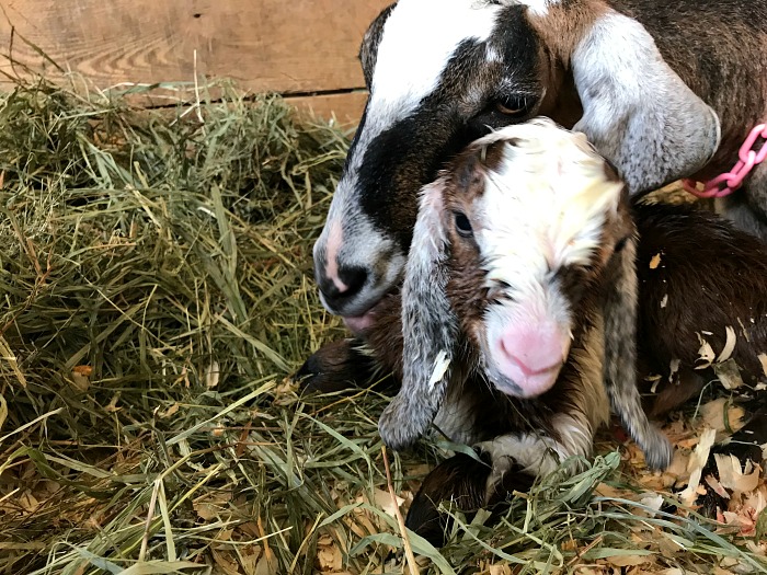 Mama goat and kid. Healthy goats need water. how to encourage goats to drink more water