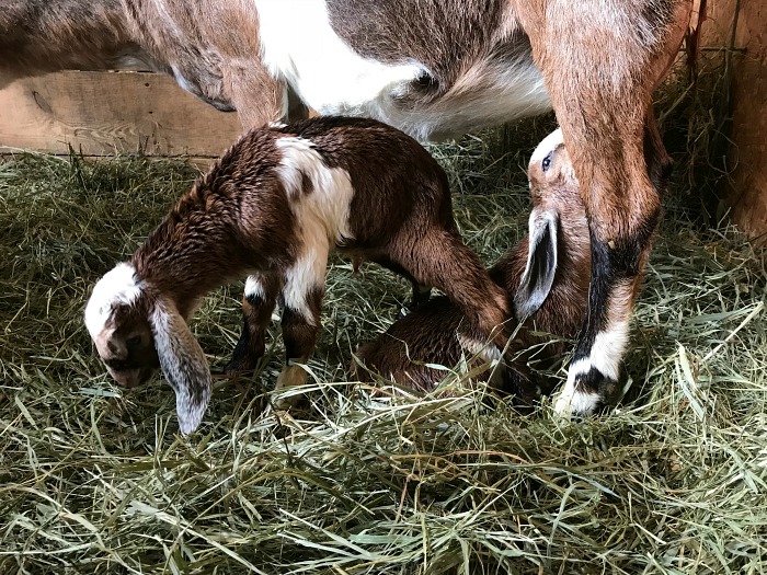 just born goat twins in a cleaned stall with mom goat