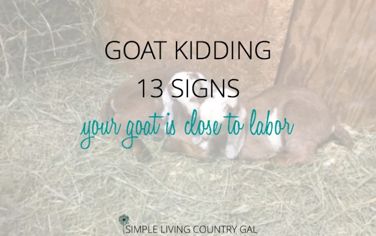 13 Goat Kidding Signs