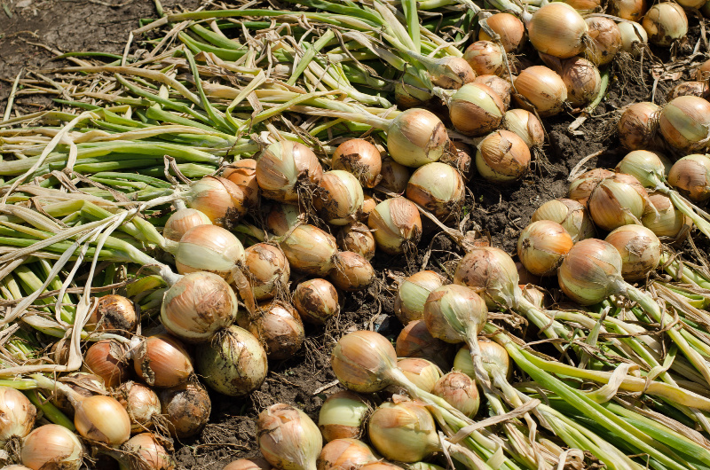 bigger onions drying in the sun