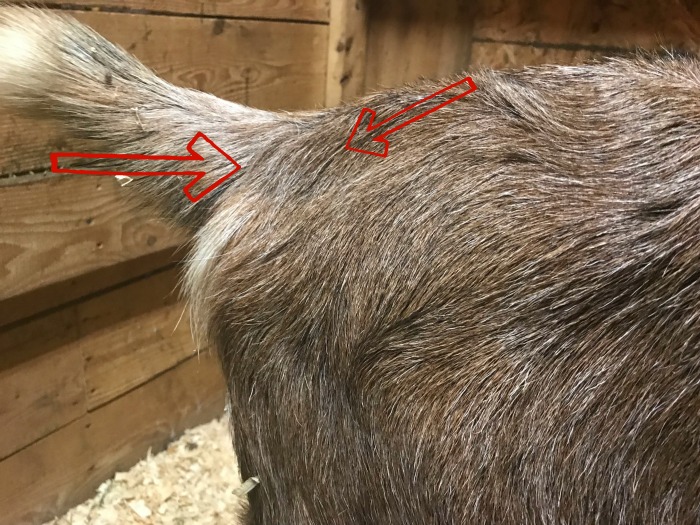 tail ligaments on a goat. Goat kidding signs