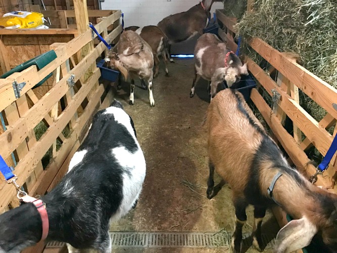 Rowdy goats eating calmly in a barn aisle. Showing how easy feeding tethered goats can be.  