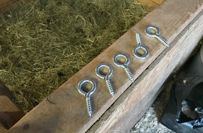 eye hooks for tethered feeding your dairy goats. How to easily feed rowdy goats. What to feed goats