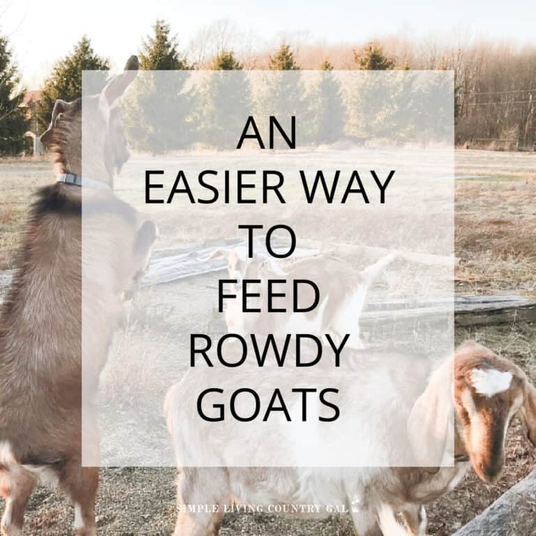 tethered feeding goats