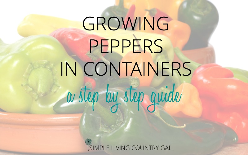How To Grow Peppers in Containers a step by step guide