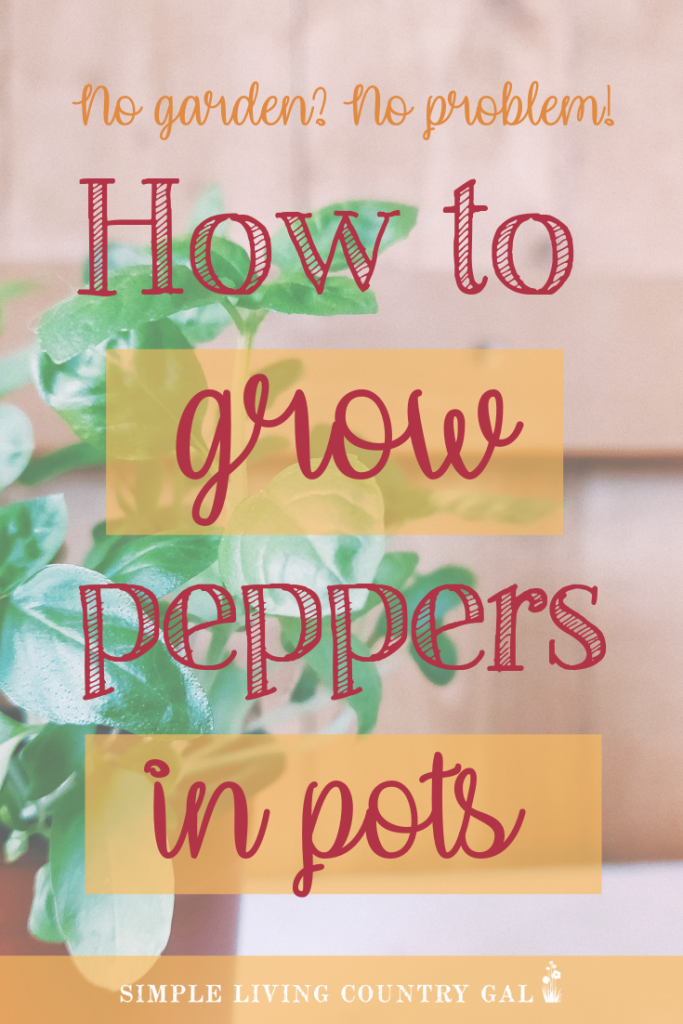 Do you live in the city and think you can't have a garden? No problem! Now you can have a variety of peppers right outside your door. Follow this step by step guide on how to grow peppers in containers. Perfect for your patio garden. #patiogarden #peppersincontainers