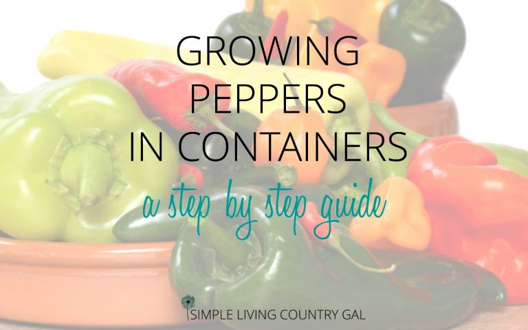 How to Grow Peppers in Containers – The City Garden