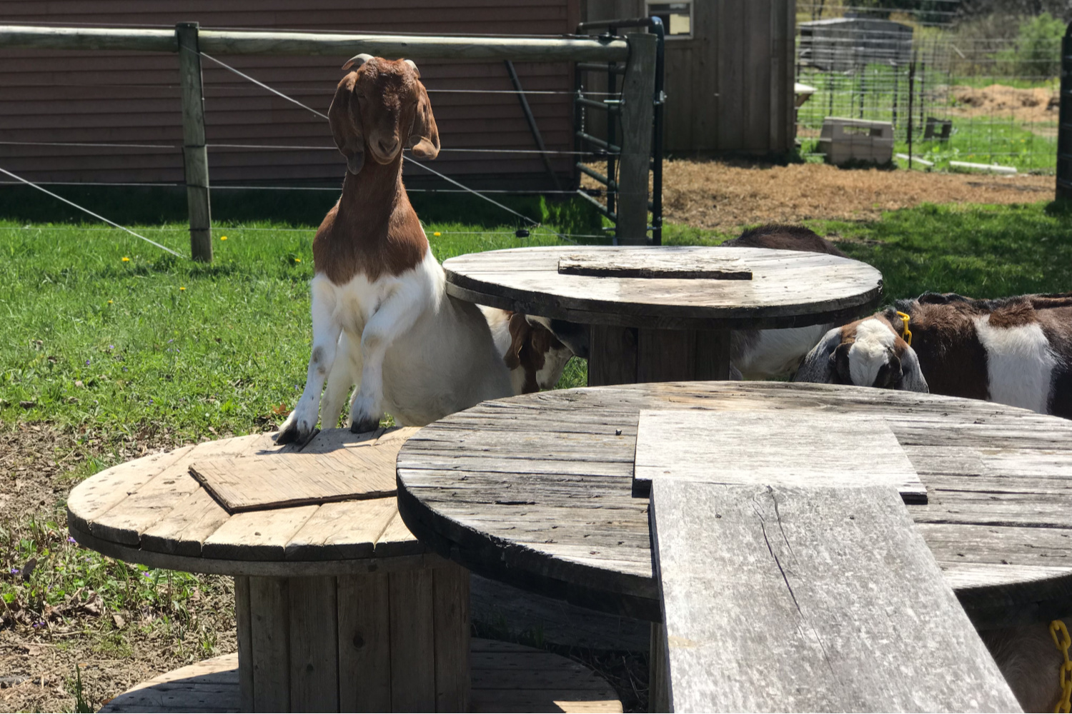 a brown and white goat with two feet on a wooden platform