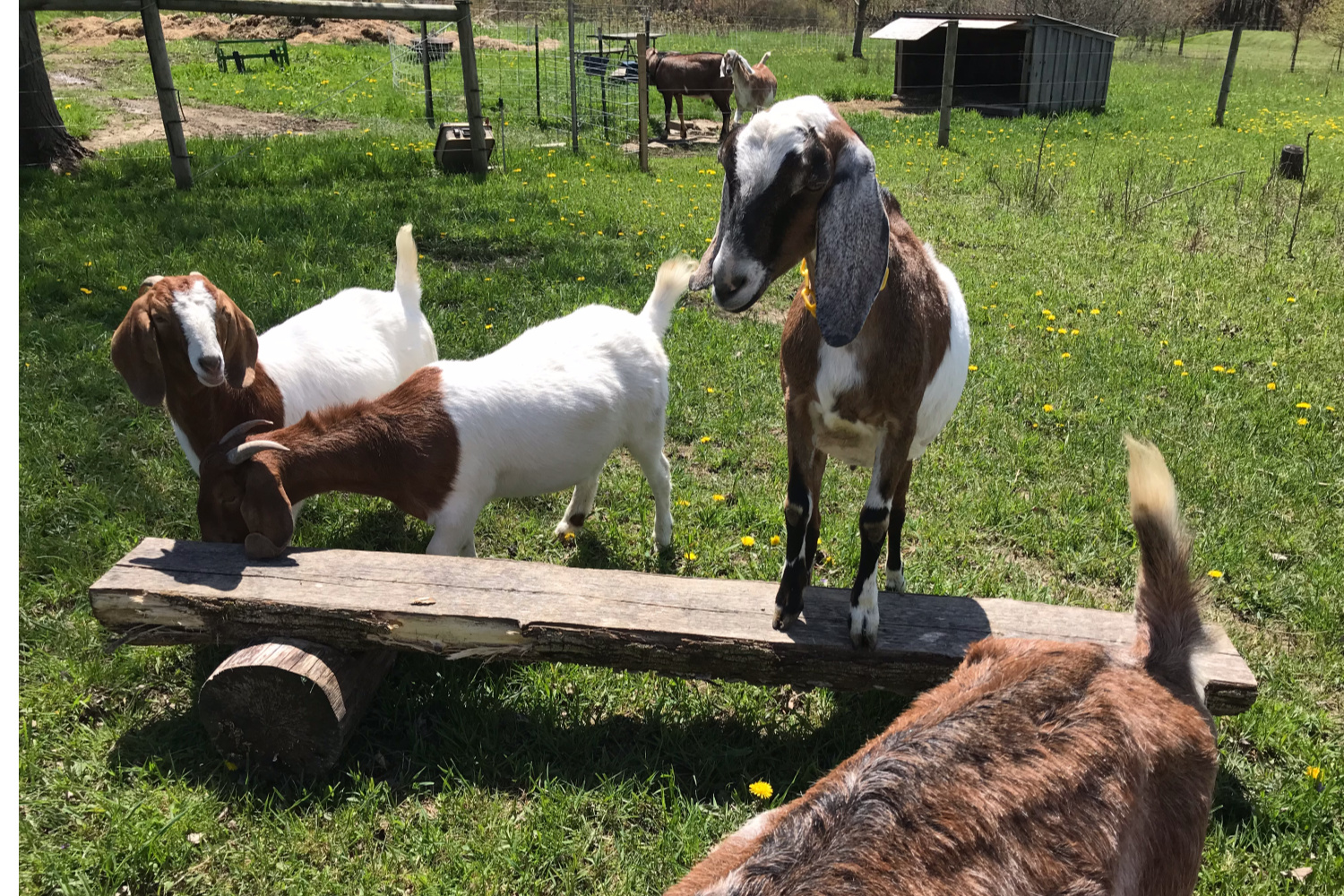 goats playing on a small log bench in a pasture