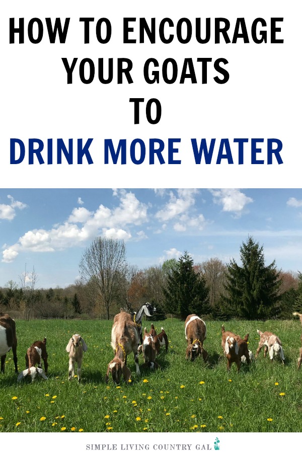 Dealing with worms and a herd that is not at its optimum health? It just might be in the water. Follow these tips to encourage your goats to drink more water. This will lessen worm outbreaks, increase milk production and strengthen the health of your herd. #goats #farming #urbanfarming 