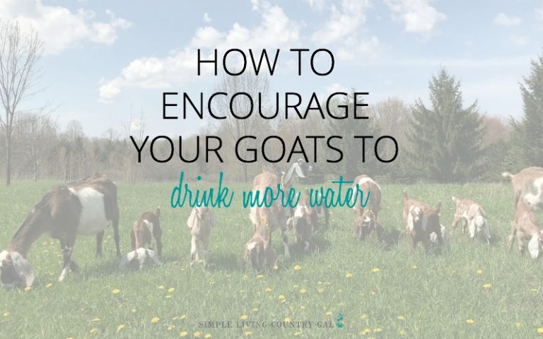 encourage your goats to drink more water