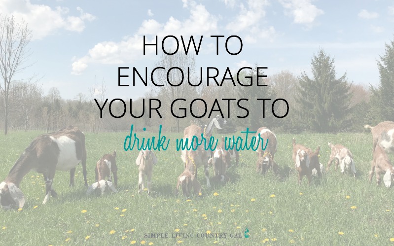 Tricks you can use to encourage your goats to drink more water | Simple Living Country Gal