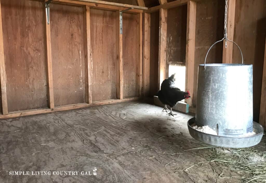 a chicken walking in a clean chicken coop