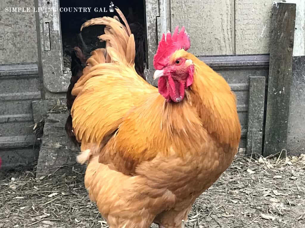 a gold rooster standing outside of a chicken coop