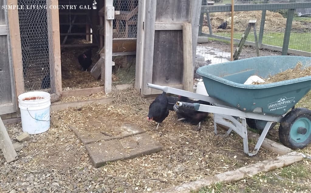 outside view of a chicken coop being cleaned out