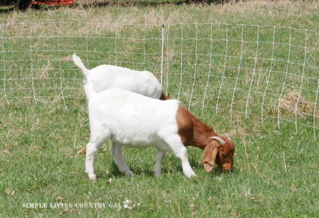 2 boer goats near a white fence