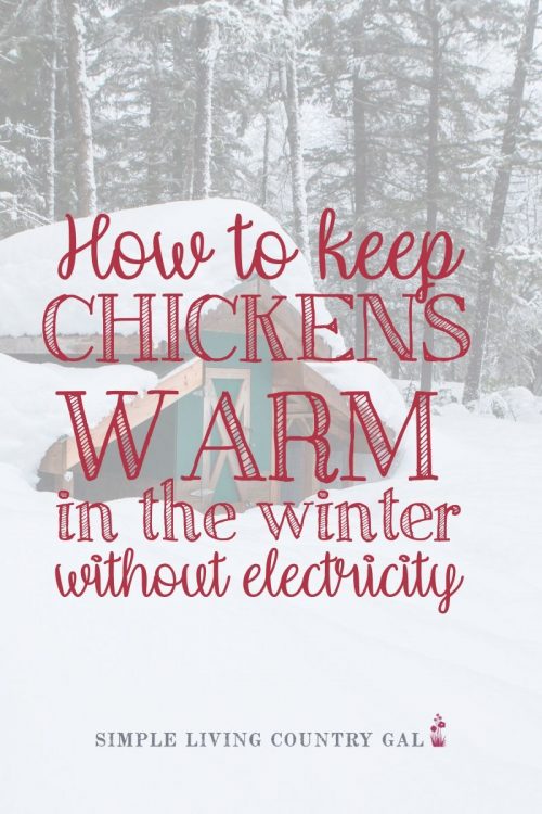 How To Keep Chickens Warm In Winter Without Electricity | Simple Living