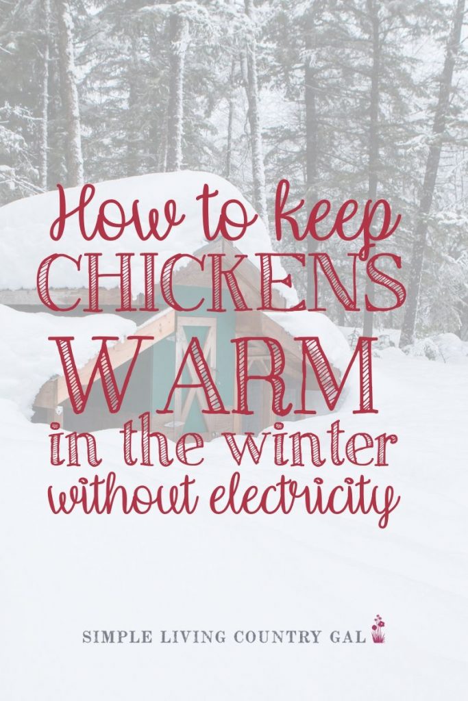 Follow these diy steps to create a coop that is warm even when it's cold outside. Chicken coop checklist that will help your backyard chickens flourish this winter. Keep those eggs coming strong on winter long by hardy-ing up your chicken flock this winter and keep sick chickens at bay. #chickens #winterchickencare #backyardchickens #urbanfarming