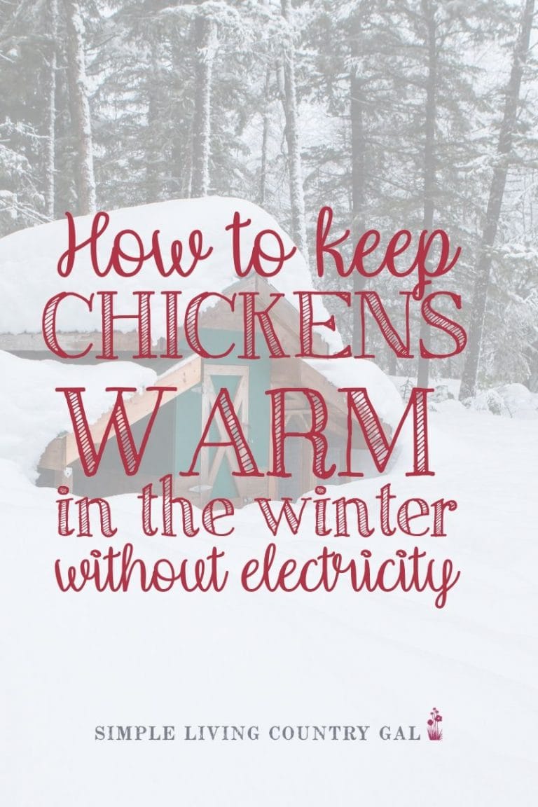 How To Keep Chickens Warm In Winter Without Electricity Simple Living