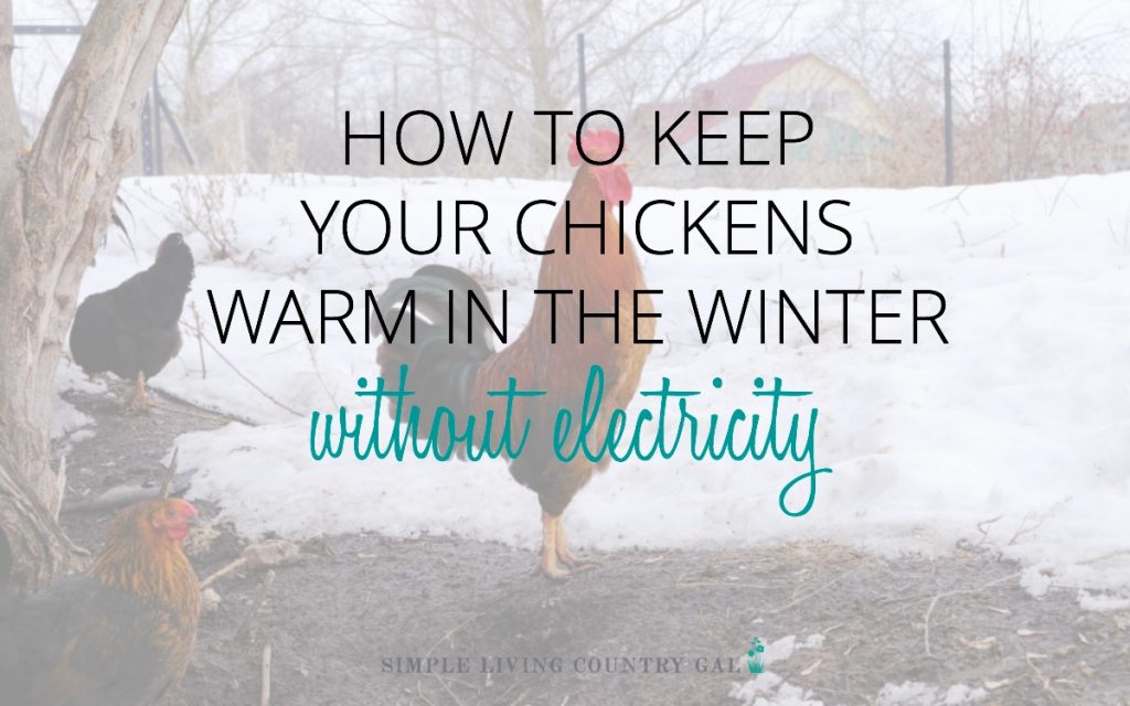 How to keep chickens warm