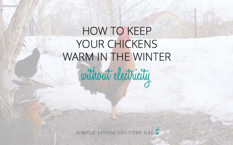How To Keep Chickens Warm In Winter Without Electricity