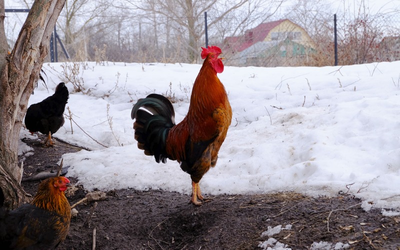 Rooster in the snow. How to keep chickens warm in the winter without electricity
