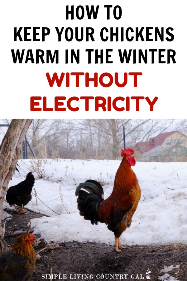 How To Keep Chickens Warm In Winter Without Electricity Simple Living