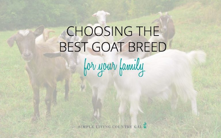 Goat Breeds List – Picking The Best Goat For Your Family