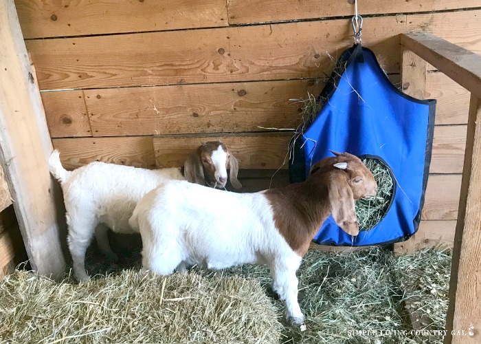 boar goats eating hay. List of goat breeds for pets