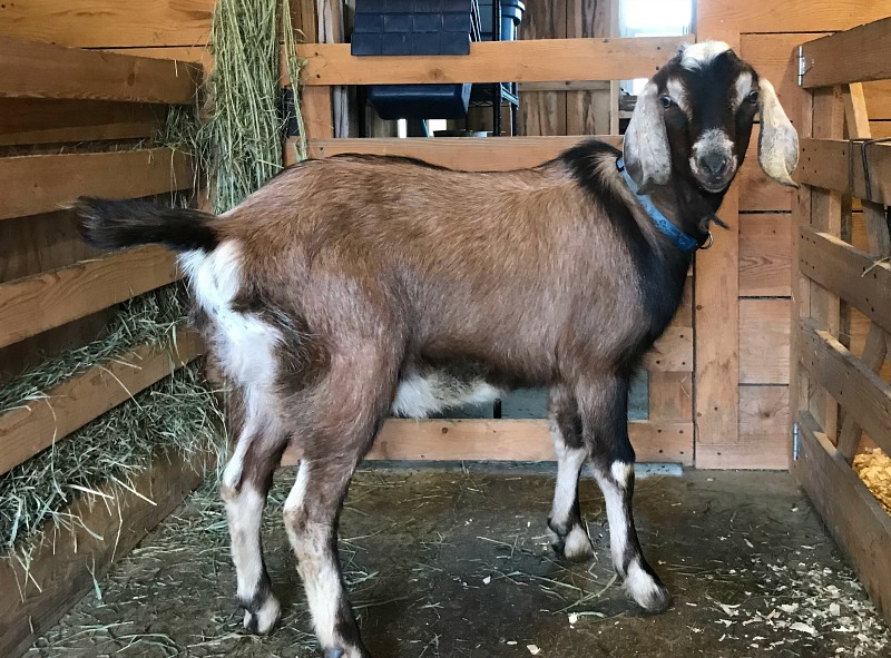 A goat buck standing in the isle of a barn.