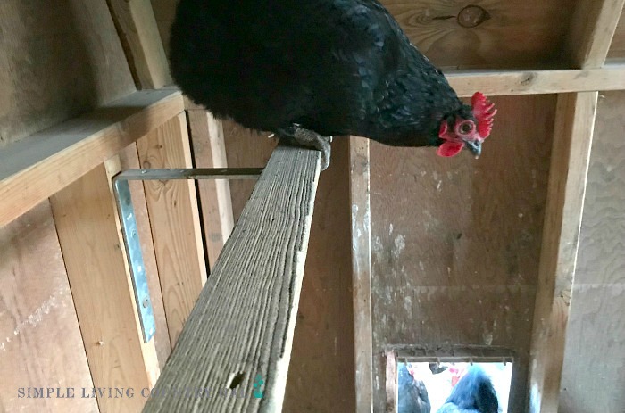Have a high roost to keep chickens safe from backyard chicken predators