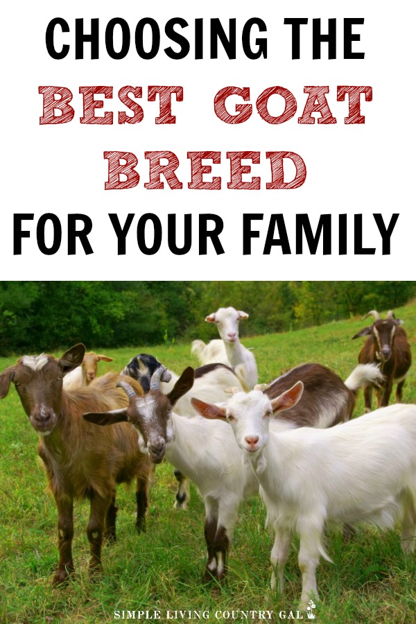 goat breeds list