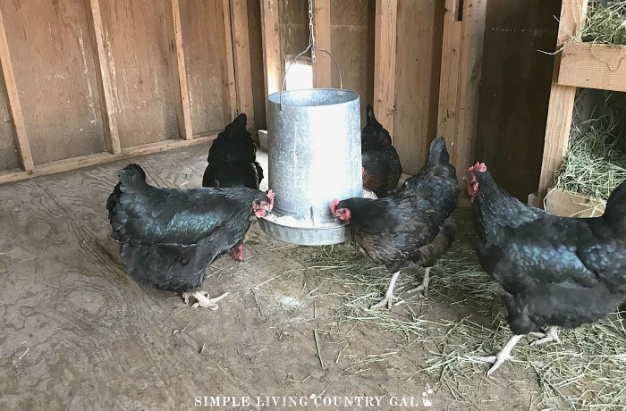 feeding chickens in a coop with a continuous feeder