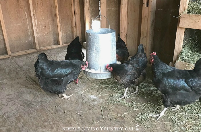 How To Keep Chickens Warm In Winter Without Electricity Simple