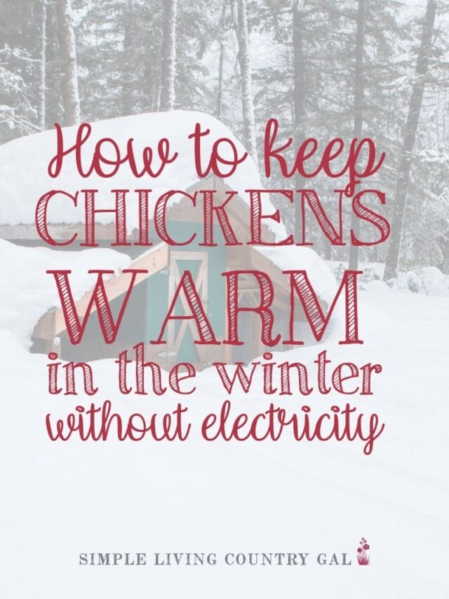 How to keep Chickens Warm in Winter Without Electricity