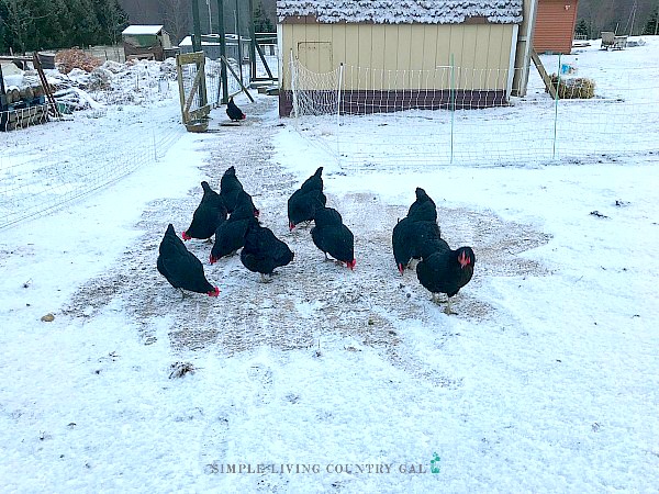 chickens walking on a shoveled path. How to protect your chickens when they are outside in the winter
