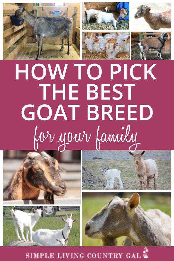 This guide will help you pick the best goat breeds for your family and homestead.