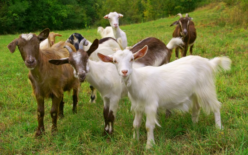 herd of goats. Goat breeds list