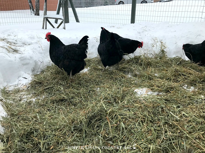 Chickens walking outside in the snow. How to keep chickens warm when walking on the snow. 