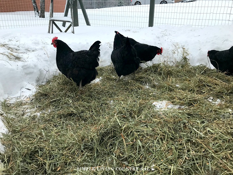 How To Keep Chickens Warm In Winter Without Electricity