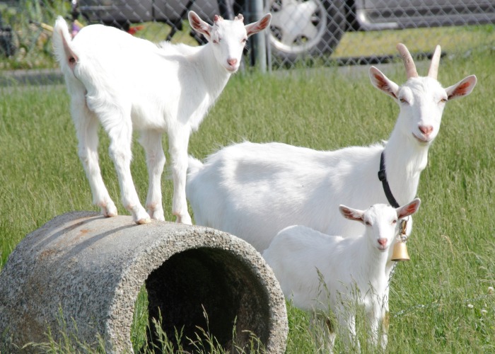 Goats in a pasture need to be cared for. Having a homestead project plan is helpful. 