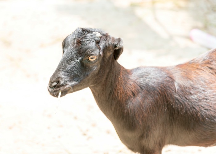 lamancha goat. How to pick the best goat breed for your family pet on your homestead