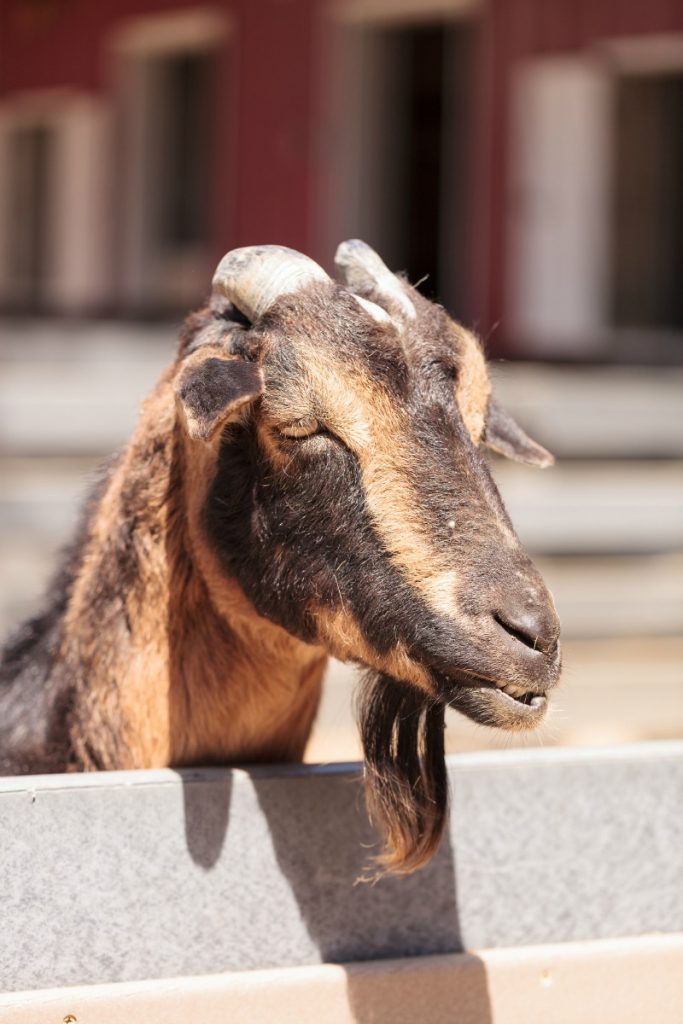 Young doe goat peaking over a fence. Goat breeds list oberhasli