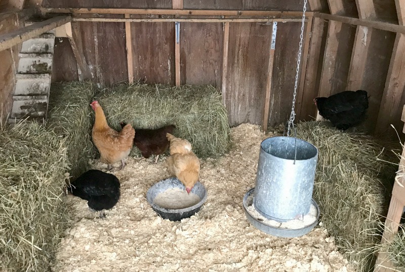 several chickens inside of a coop eating and roosting on hay bales