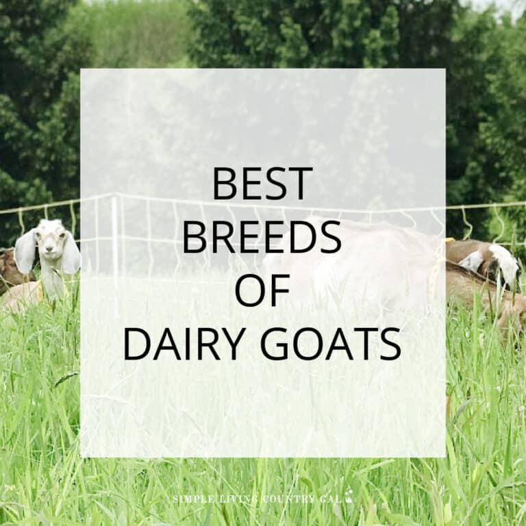 Dairy Goat Breeds