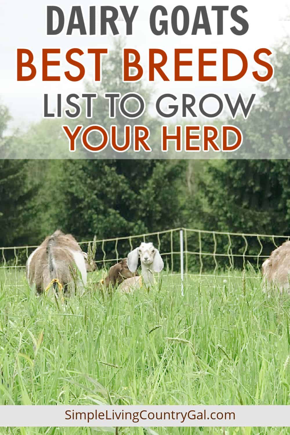 Dairy Goat Breeds | Simple Living Country Gal