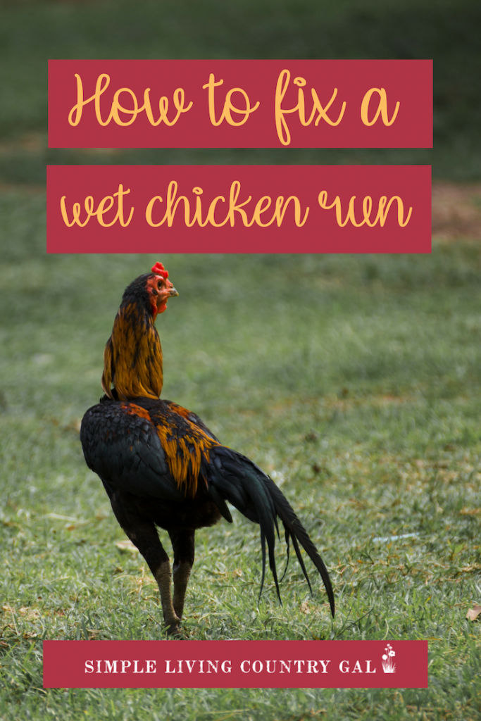 Wet_Chicken_Run