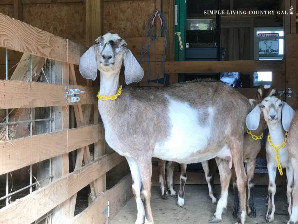 a nubian diary goat doe with her doeling in a barn.