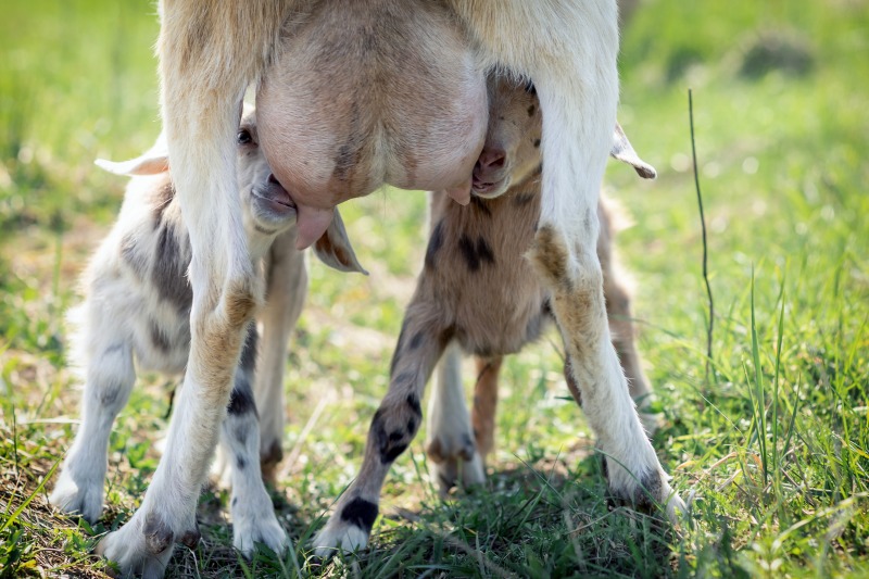 Two kid goats nurse on a dairy breed goat