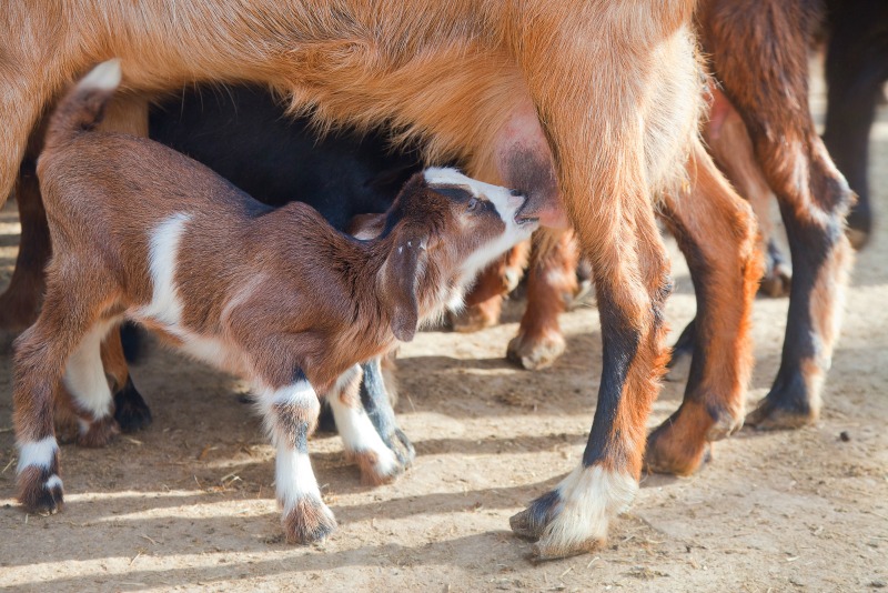 A baby dairy breed goat nurses 